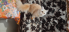 Female Persian Cat